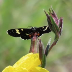 Phalaenoides tristifica at Tennent, ACT - 18 Nov 2021