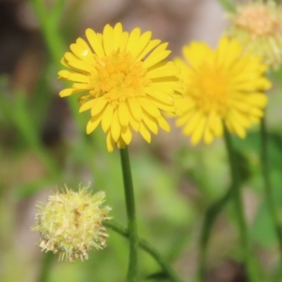 Calotis lappulacea (Yellow Burr Daisy) at Gigerline Nature Reserve - 18 Nov 2021 by RodDeb