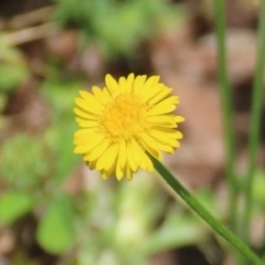 Calotis lappulacea at Tennent, ACT - 18 Nov 2021