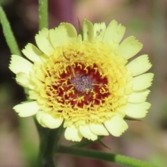 Tolpis barbata (Yellow Hawkweed) at Gigerline Nature Reserve - 18 Nov 2021 by RodDeb