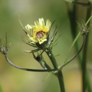 Tolpis barbata at Tennent, ACT - 18 Nov 2021