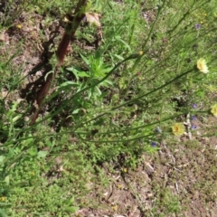 Tolpis barbata at Tennent, ACT - 18 Nov 2021 01:14 PM