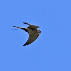 Falco cenchroides (Nankeen Kestrel) at Tennent, ACT - 18 Nov 2021 by RodDeb