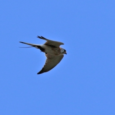 Falco cenchroides (Nankeen Kestrel) at Gigerline Nature Reserve - 18 Nov 2021 by RodDeb