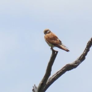 Falco cenchroides at Tennent, ACT - 18 Nov 2021 01:04 PM