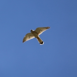 Falco cenchroides at Tennent, ACT - 18 Nov 2021 01:04 PM