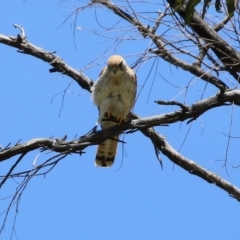 Falco cenchroides at Tennent, ACT - 18 Nov 2021 01:04 PM