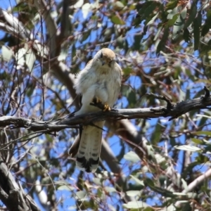 Falco cenchroides at Tennent, ACT - 18 Nov 2021 01:04 PM