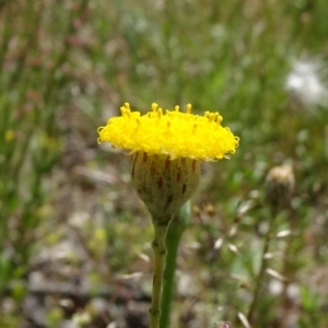 Leptorhynchos squamatus subsp. squamatus at Campbell, ACT - 11 Nov 2021