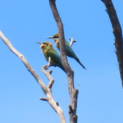 Merops ornatus (Rainbow Bee-eater) at Gigerline Nature Reserve - 18 Nov 2021 by RodDeb