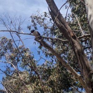 Cracticus torquatus at Throsby, ACT - 18 Nov 2021