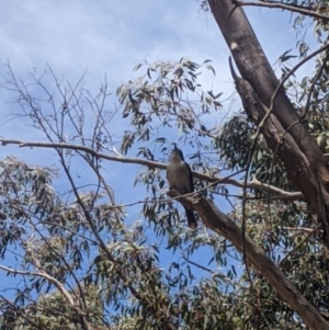 Cracticus torquatus at Throsby, ACT - 18 Nov 2021