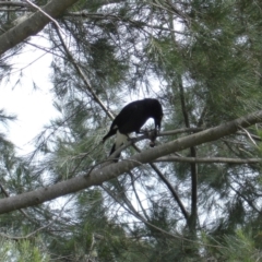 Strepera graculina (Pied Currawong) at Yerrabi Pond - 19 Nov 2021 by TrishGungahlin