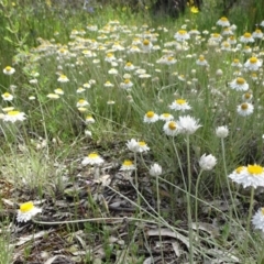 Leucochrysum albicans subsp. tricolor (Hoary Sunray) at Campbell, ACT - 11 Nov 2021 by JanetRussell