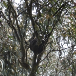 Grallina cyanoleuca at Gungahlin, ACT - 19 Nov 2021