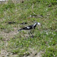 Grallina cyanoleuca at Gungahlin, ACT - 19 Nov 2021