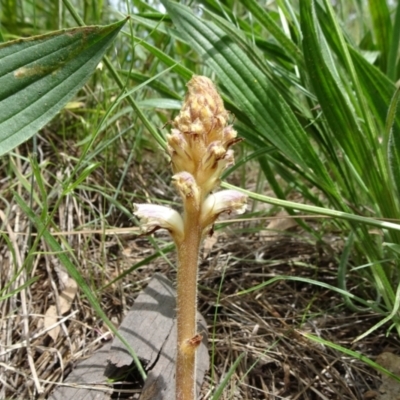 Orobanche minor (Broomrape) at Campbell, ACT - 11 Nov 2021 by JanetRussell