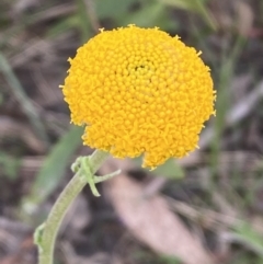 Craspedia variabilis (Common Billy Buttons) at Glenbog State Forest - 18 Nov 2021 by Steve_Bok