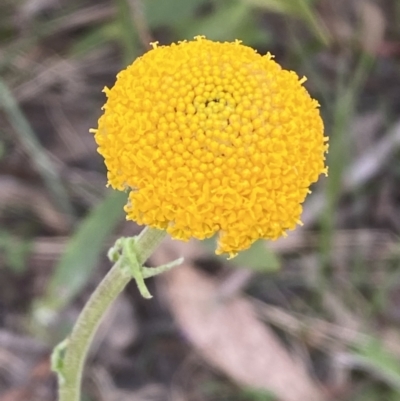 Craspedia variabilis (Common Billy Buttons) at Steeple Flat, NSW - 19 Nov 2021 by SteveBorkowskis