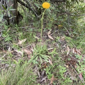 Craspedia variabilis at Steeple Flat, NSW - suppressed