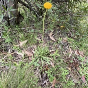 Craspedia variabilis at Steeple Flat, NSW - 19 Nov 2021