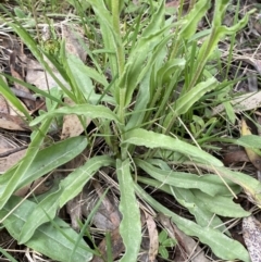 Craspedia variabilis at Steeple Flat, NSW - suppressed