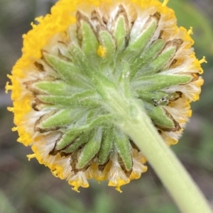 Craspedia variabilis at Steeple Flat, NSW - suppressed