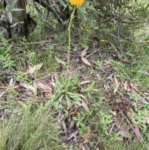 Craspedia variabilis at Steeple Flat, NSW - suppressed