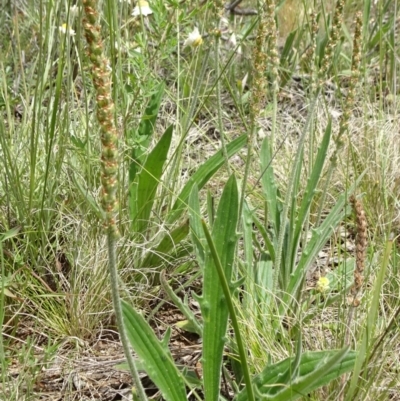 Plantago varia (Native Plaintain) at Mount Ainslie - 11 Nov 2021 by JanetRussell