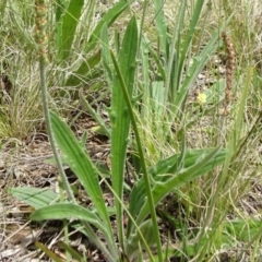 Plantago varia at Campbell, ACT - 11 Nov 2021 11:10 AM