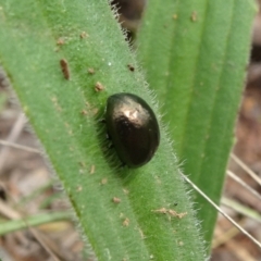 Chrysolina quadrigemina (Greater St Johns Wort beetle) at Mount Ainslie - 10 Nov 2021 by JanetRussell