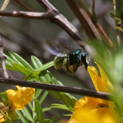 Xylocopa (Lestis) aerata (Golden-Green Carpenter Bee) at Acton, ACT - 19 Nov 2021 by TimL