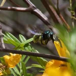 Xylocopa (Lestis) aerata at Acton, ACT - 19 Nov 2021