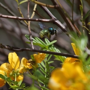 Xylocopa (Lestis) aerata at Acton, ACT - 19 Nov 2021