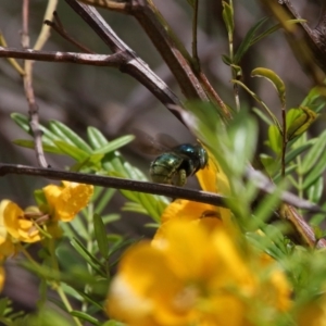 Xylocopa (Lestis) aerata at Acton, ACT - 19 Nov 2021