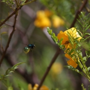 Xylocopa (Lestis) aerata at Acton, ACT - 19 Nov 2021