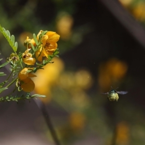 Xylocopa (Lestis) aerata at Acton, ACT - 19 Nov 2021