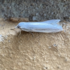 Philobota productella (Pasture Tunnel Moth) at QPRC LGA - 19 Nov 2021 by Steve_Bok