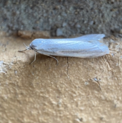 Philobota productella (Pasture Tunnel Moth) at QPRC LGA - 19 Nov 2021 by Steve_Bok