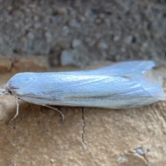 Philobota productella at Jerrabomberra, NSW - 19 Nov 2021