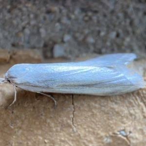 Philobota productella at Jerrabomberra, NSW - 19 Nov 2021