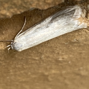 Philobota productella at Jerrabomberra, NSW - 19 Nov 2021