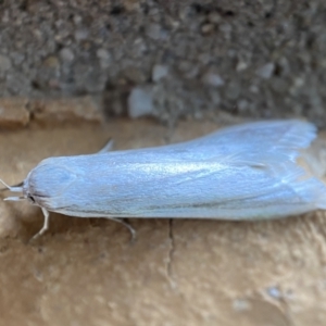 Philobota productella at Jerrabomberra, NSW - 19 Nov 2021