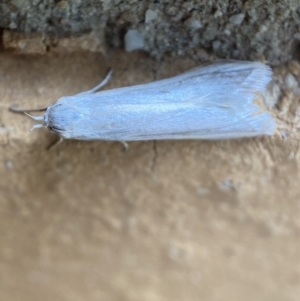 Philobota productella at Jerrabomberra, NSW - 19 Nov 2021