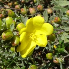Hibbertia obtusifolia (Grey Guinea-flower) at Campbell, ACT - 11 Nov 2021 by JanetRussell