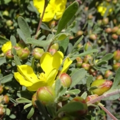 Hibbertia obtusifolia at Campbell, ACT - 11 Nov 2021 11:51 AM