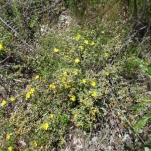 Hibbertia obtusifolia at Campbell, ACT - 11 Nov 2021