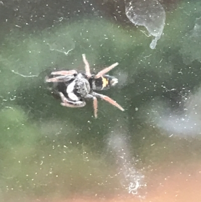 Apricia jovialis (Jovial jumping spider) at Garran, ACT - 19 Nov 2021 by Tapirlord