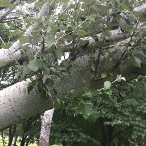 Populus alba at Phillip, ACT - 19 Nov 2021 07:25 PM