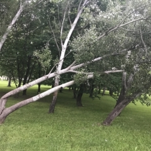 Populus alba at Phillip, ACT - 19 Nov 2021 07:25 PM